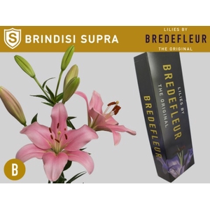 LI LA BRINDISI SUPRA QUALITY BOX