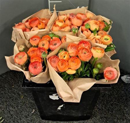 <h4>Ran Eleg Sup Salmon</h4>