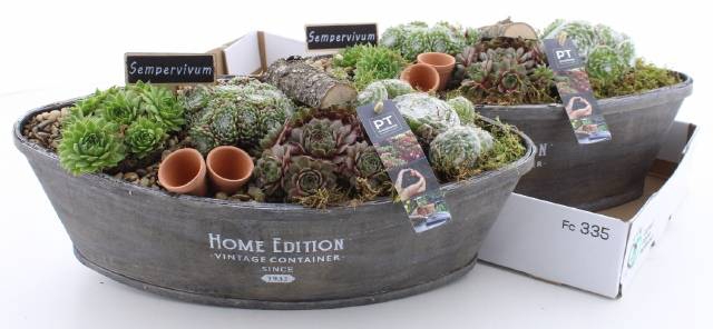<h4>ARR SEMPERVIVUM</h4>