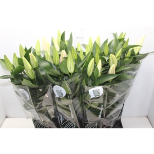 LIRIO P16 ROSA