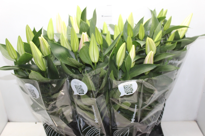 <h4>LIRIO P16 ROSA</h4>