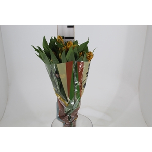 ALSTROEMERIA GYPSY 070 CM LARANJA