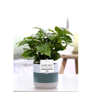Coffea Arabica in P&PURE Lauren ceramics