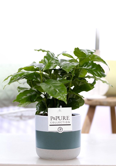 <h4>Coffea Arabica in P&PURE Lauren ceramics</h4>