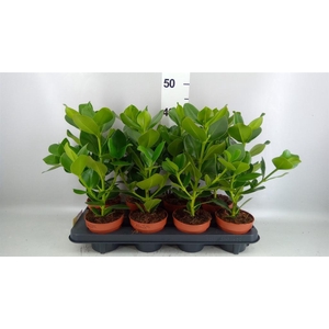 Clusia rosea 'Princess'
