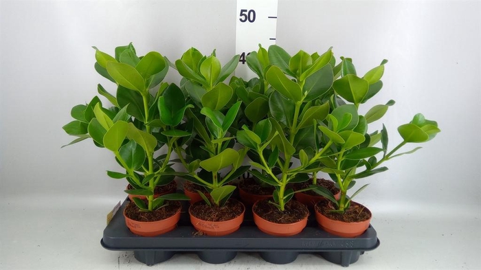 <h4>Clusia rosea 'Princess'</h4>