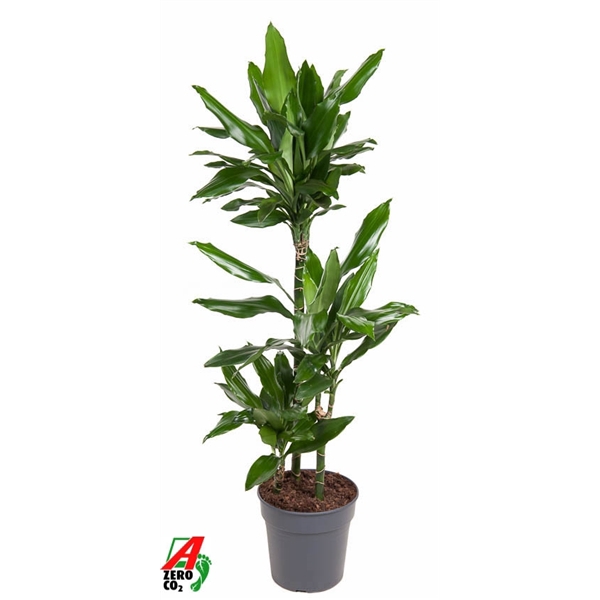 <h4>Dracaena Janet Lind 60-30-15</h4>