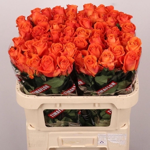 Rosa large on fire