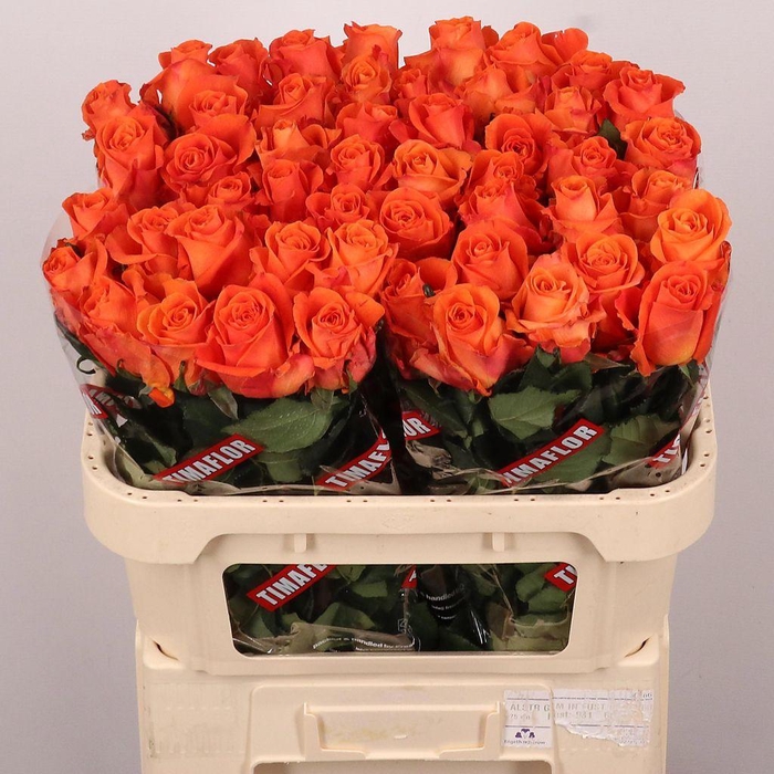 <h4>Rosa large on fire</h4>