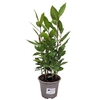 Laurus Nobilis Bush 11