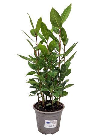 <h4>Laurus Nobilis Bush</h4>