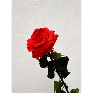 Rose éternelle rouge
