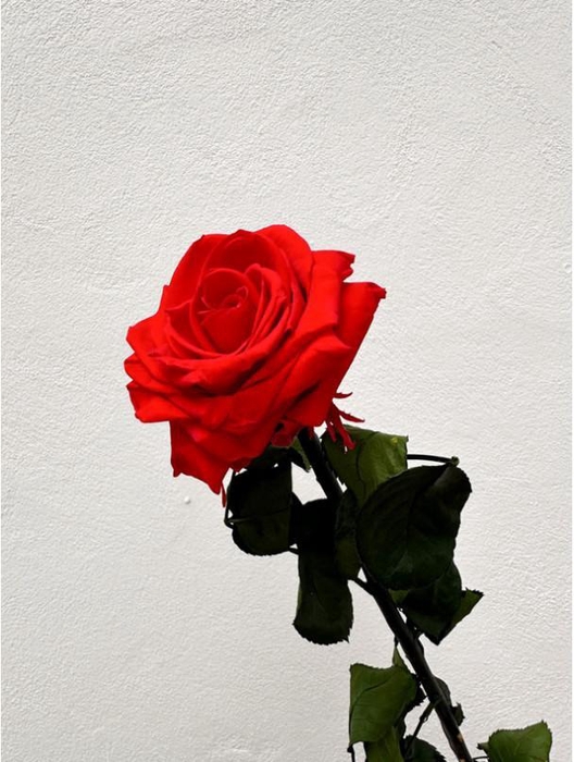 <h4>Rose éternelle rouge</h4>