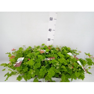 Pelargonium   ...mix smelling