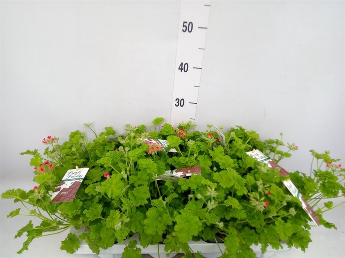<h4>Pelargonium   ...mix smelling</h4>