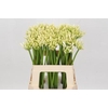 Agapanthus Gletsjer