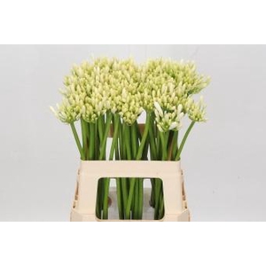 Agapanthus Gletsjer