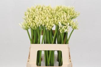 Agapanthus Gletsjer