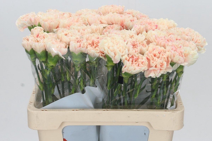 <h4>Dianthus St Apple Tea</h4>