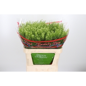 LEPIDIUM VIRGINICUM GREEN DRAGON LE