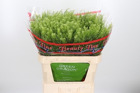 LEPIDIUM VIRGINICUM GREEN DRAGON LE