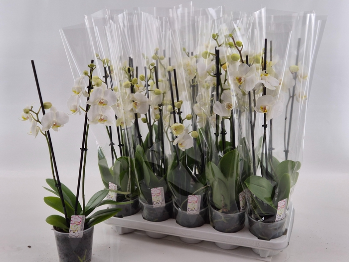 <h4>PHAL OV WIT</h4>