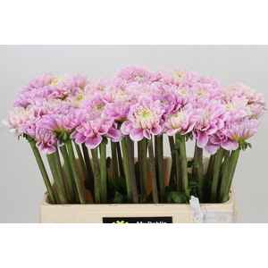 Dahlia Sweet Love
