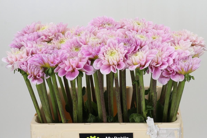 <h4>Dahlia Sweet Love</h4>