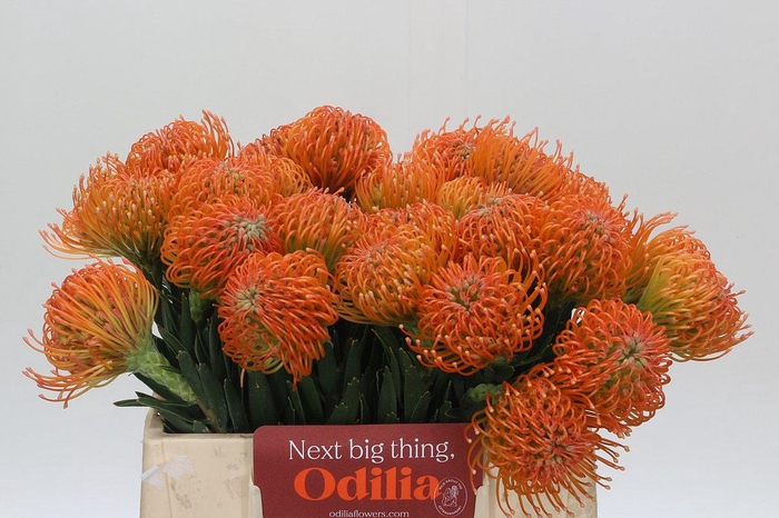 <h4>Nutans Ayoba Peach</h4>