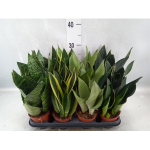 Sansevieria trifa.   ...