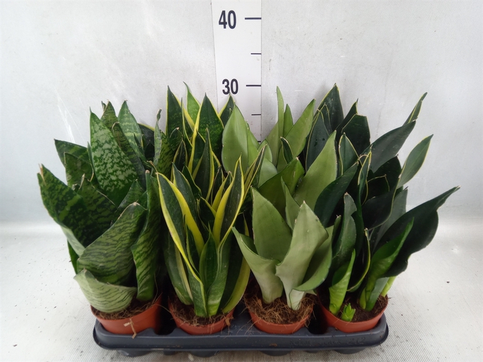 <h4>Sansevieria trifa.   ...</h4>