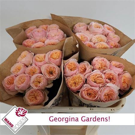 <h4>R Gr Bu Georgi Gardens</h4>