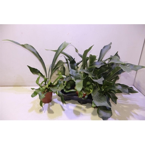 arr8 Platyc Bifurcatum
