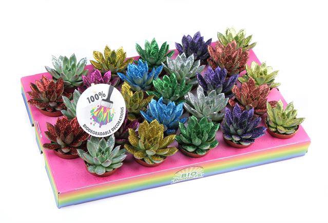 <h4>ECHEVERIA DISCO GLITTER P5.5</h4>