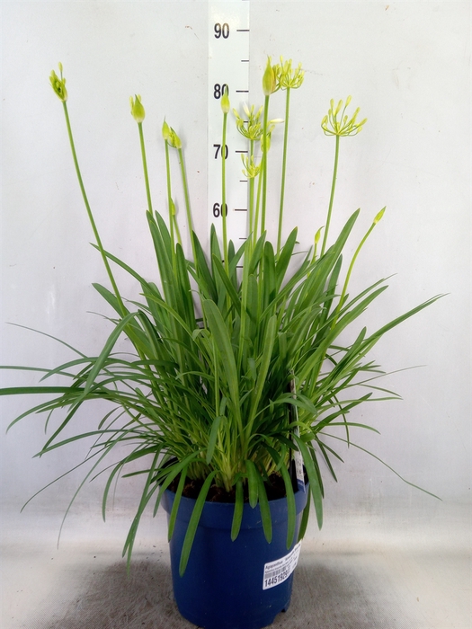 <h4>Agapanthus  'Amourette Blue Blush'</h4>