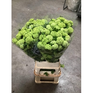 VIBURNUM ROSEUM ST 4+