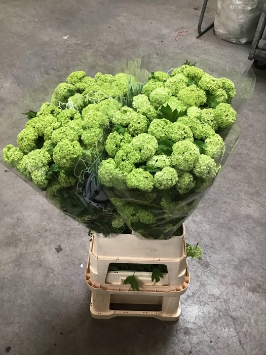 <h4>VIBURNUM ROSEUM ST 4+</h4>