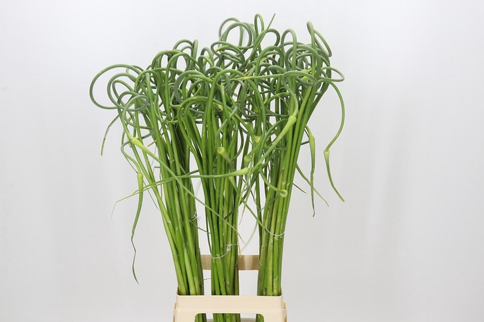 <h4>Allium Sativum Ophioscorodon</h4>
