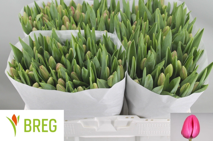 <h4>TU EN CAROLA</h4>