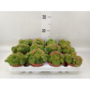 Sempervivum   ...