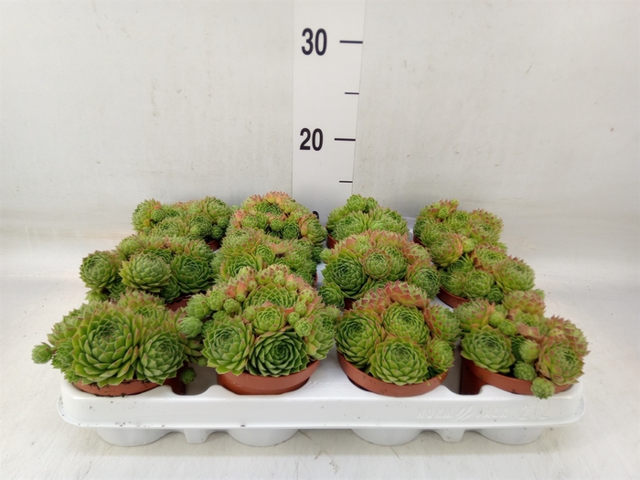 <h4>Sempervivum   ...</h4>