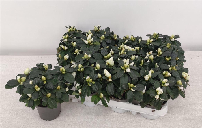 arr8 Rhodo Si Ov White