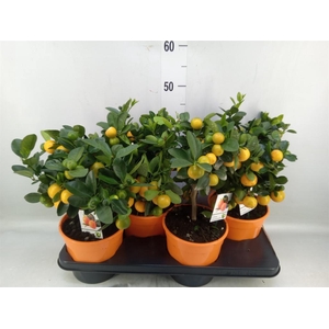 Citrus   ...