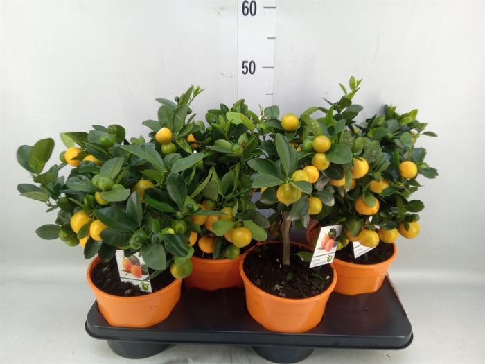 <h4>Citrus   ...</h4>