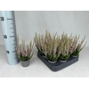 Callu Bl Roze