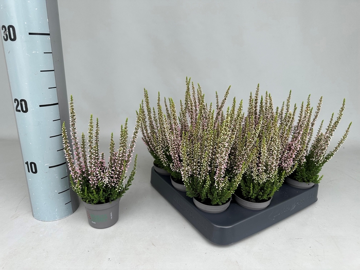 Callu Bl Roze