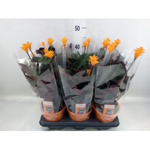 Calathea crocata 'Tassmania'