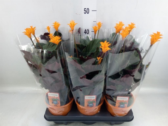 <h4>Calathea crocata 'Tassmania'</h4>