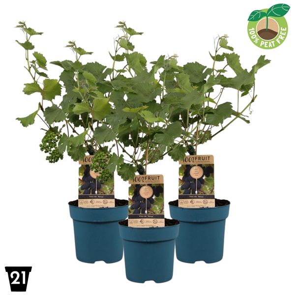 <h4>Vitis vinifera 'Venus', P21 op stam (pitloos)</h4>