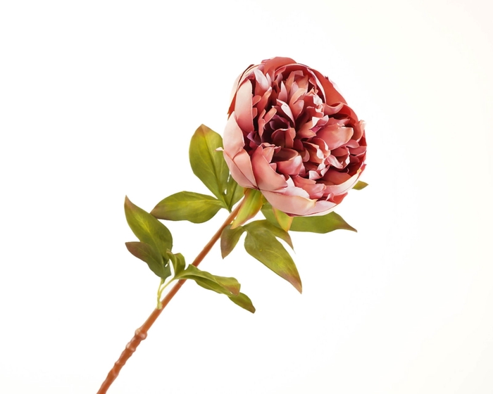 <h4>Paeonia Pink Old</h4>